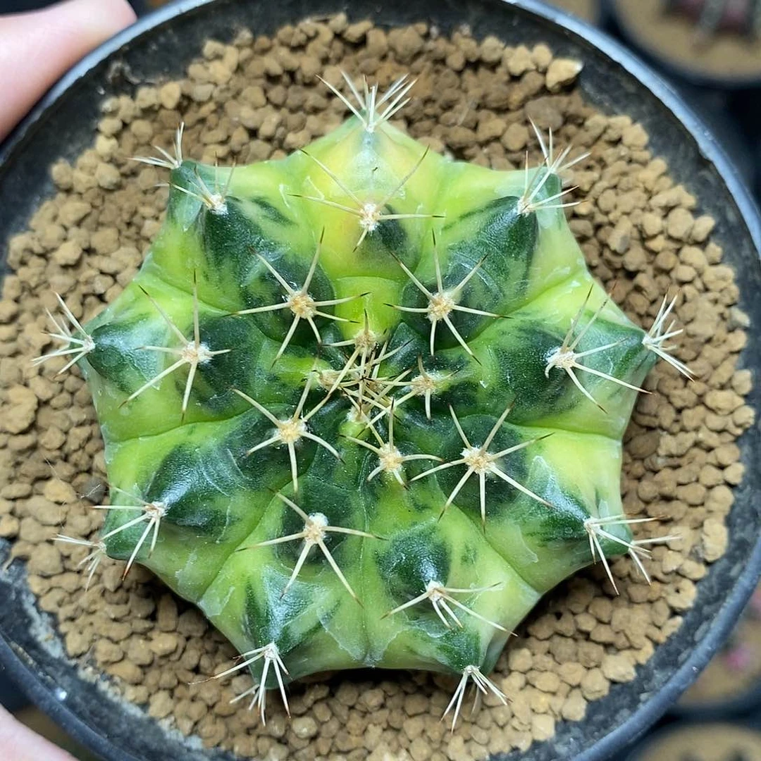 米哈仙人球绿月亮侧芽005