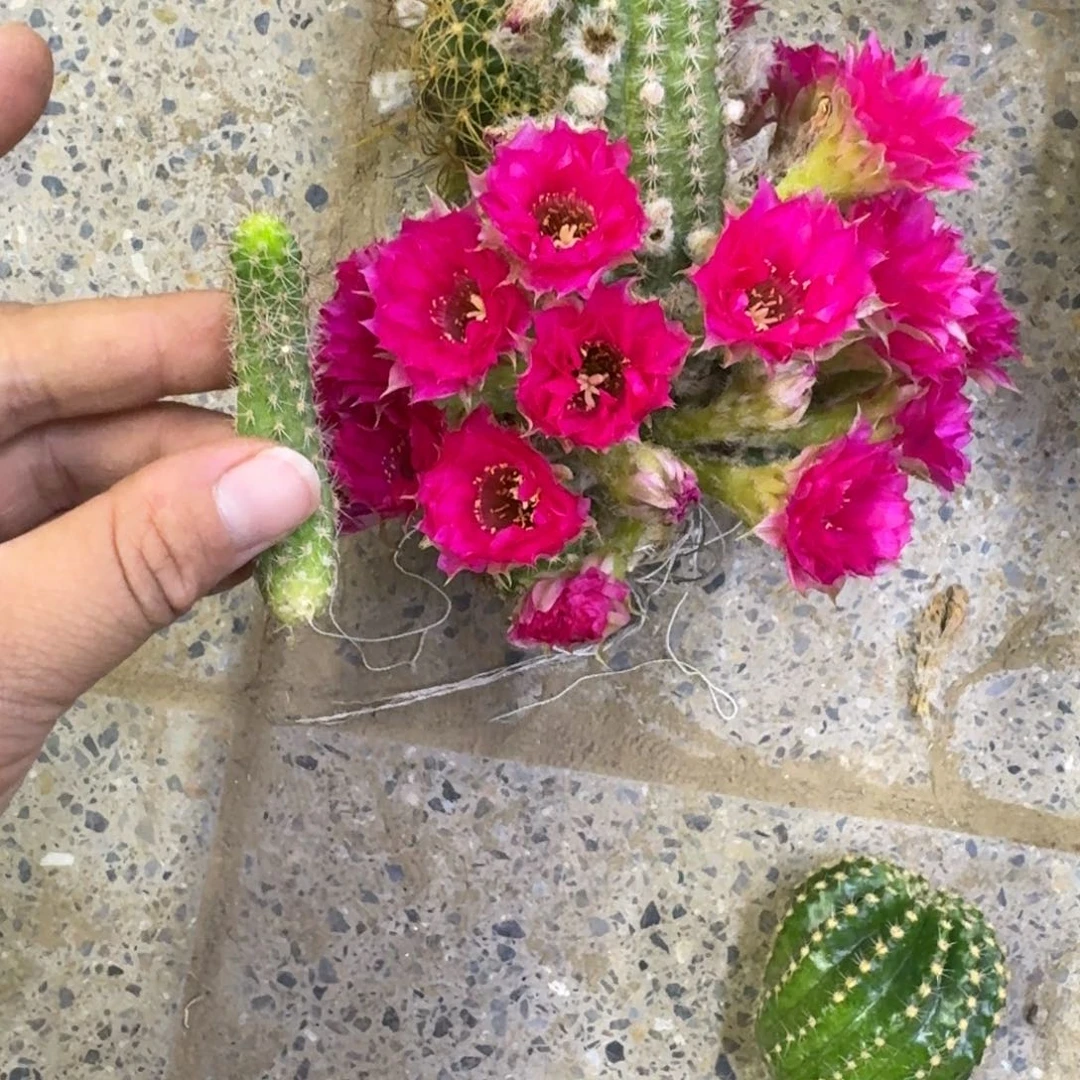 324白檀品红2个无根侧牙小，20包邮