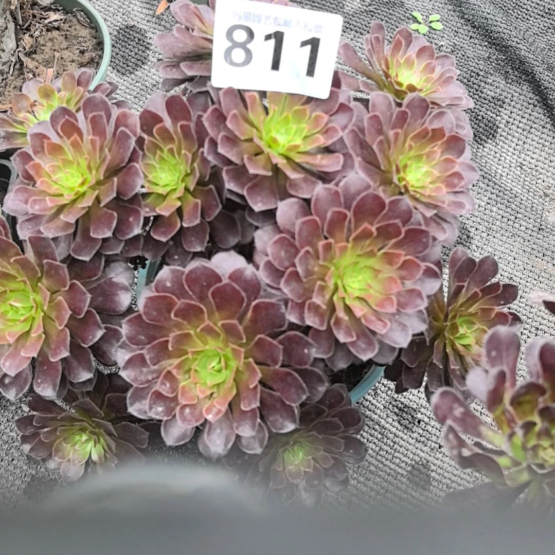 811黑瞳胡花花3-7花花