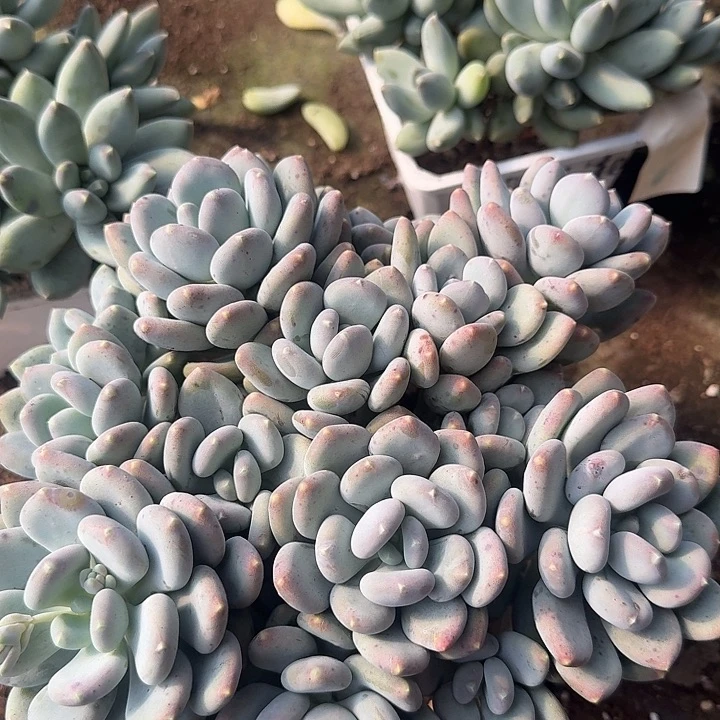 咖啡美人多肉植物的生长