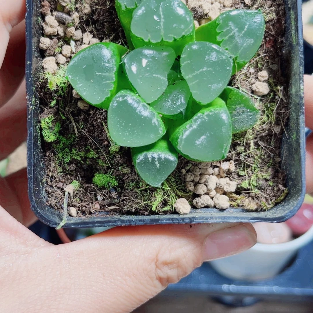 姬翠寿多肉植物6666