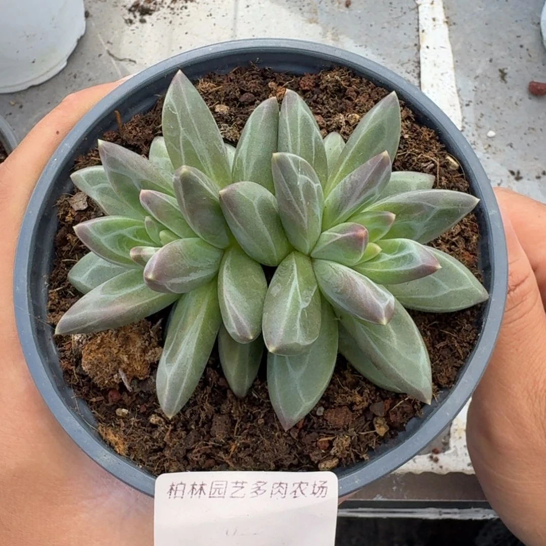 022 美人杂交 一物一拍