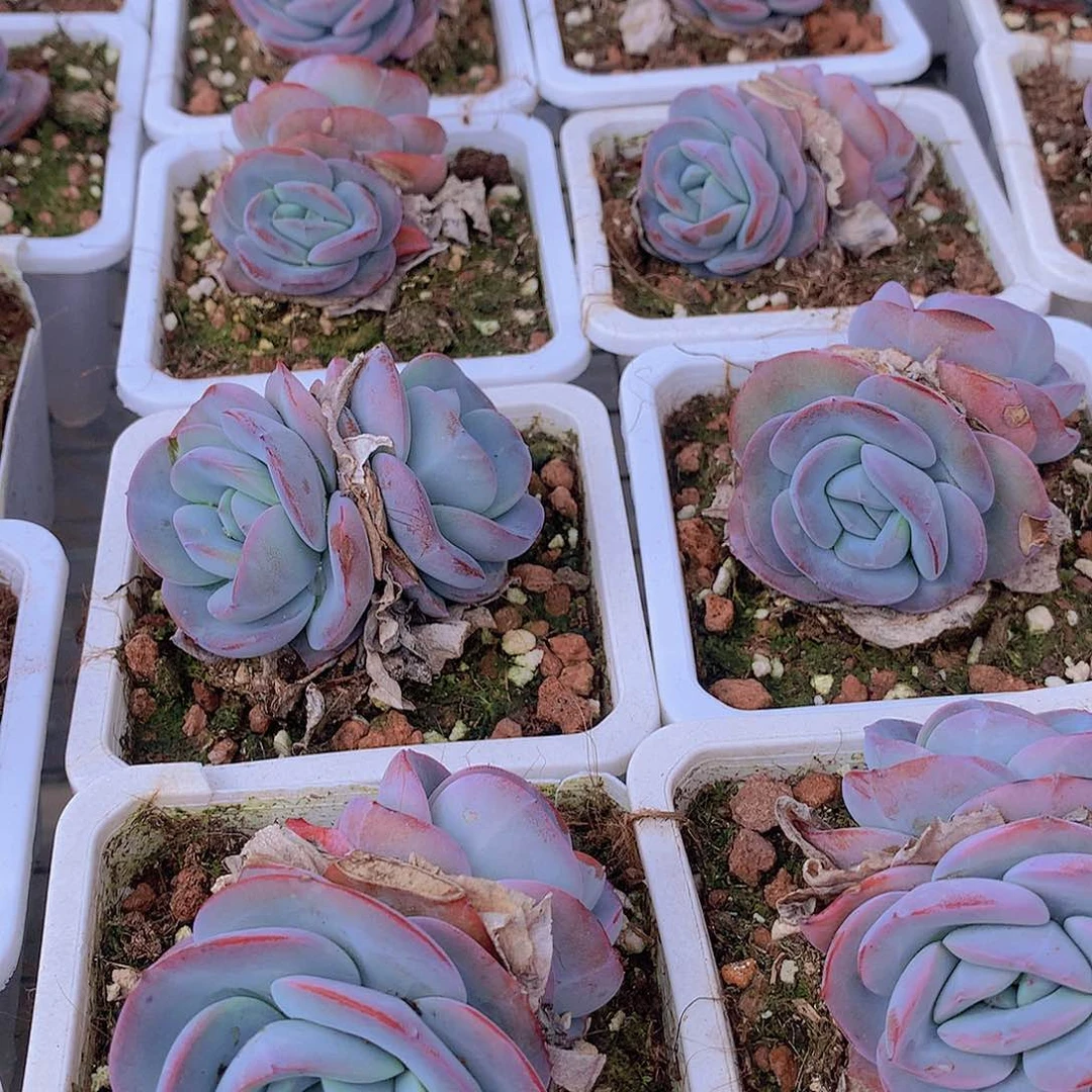 布鲁兰双头23567899900000