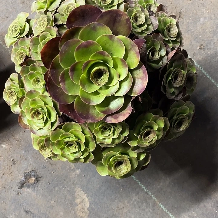 多肉植物枚金玫瑰……