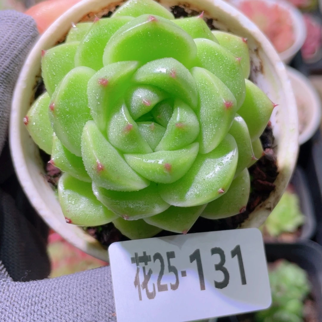 花利美25-131麦秆