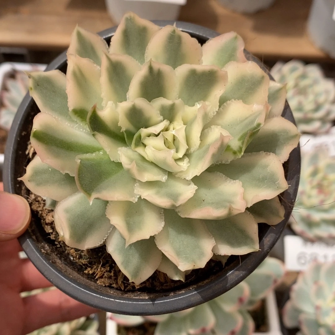 紫蝴蝶锦多肉植物6915