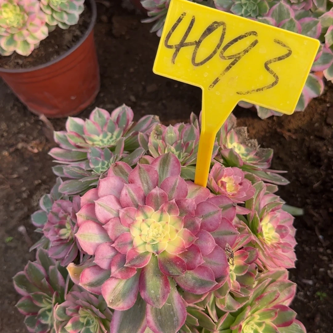 4093---海王多肉植物