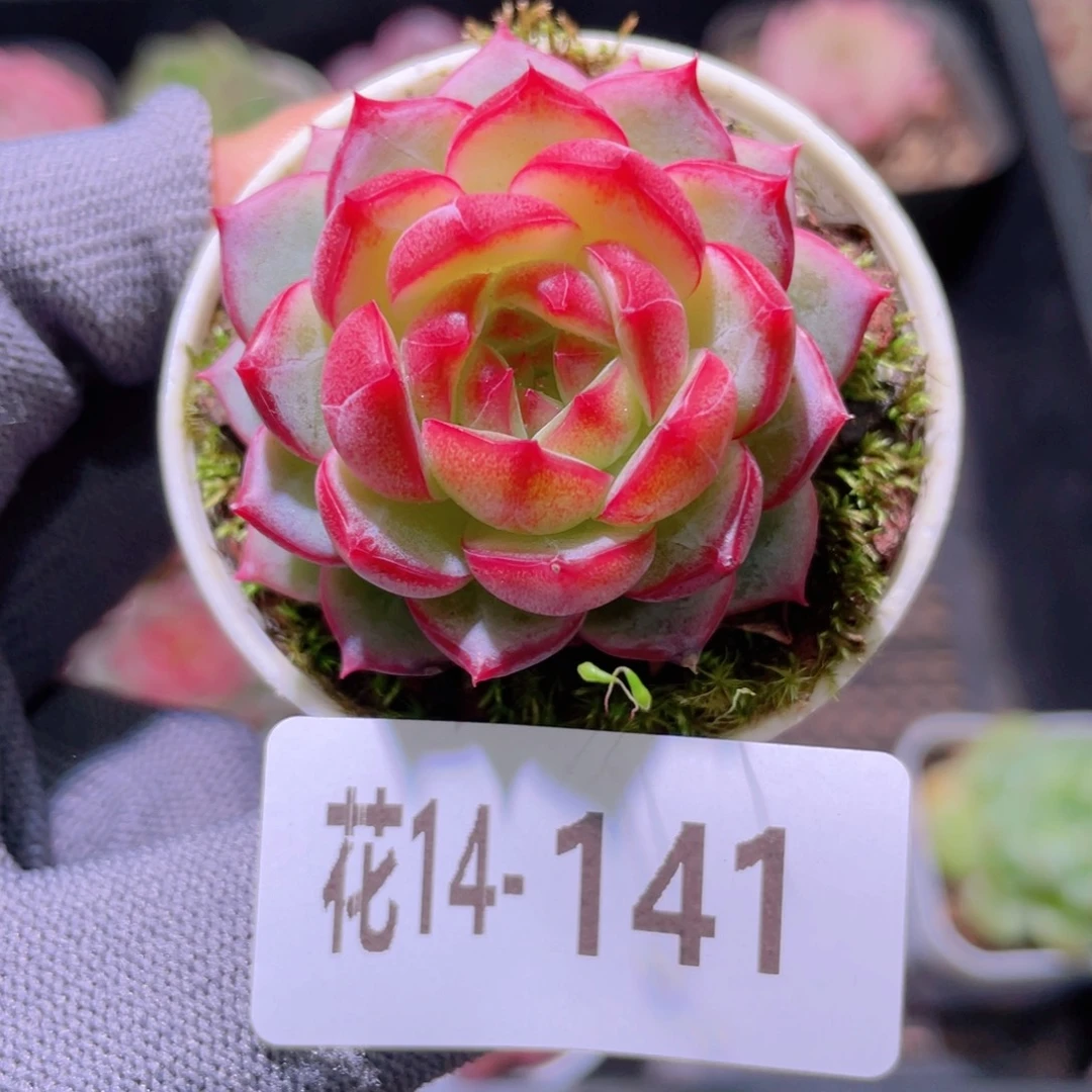 花利美14-141新品