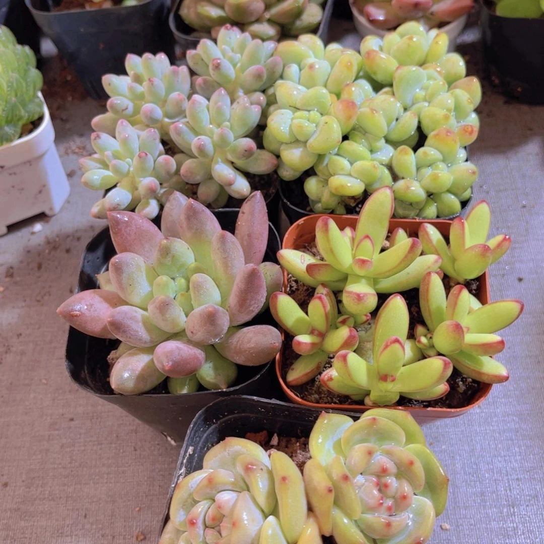 KO老板娘套餐多肉植物