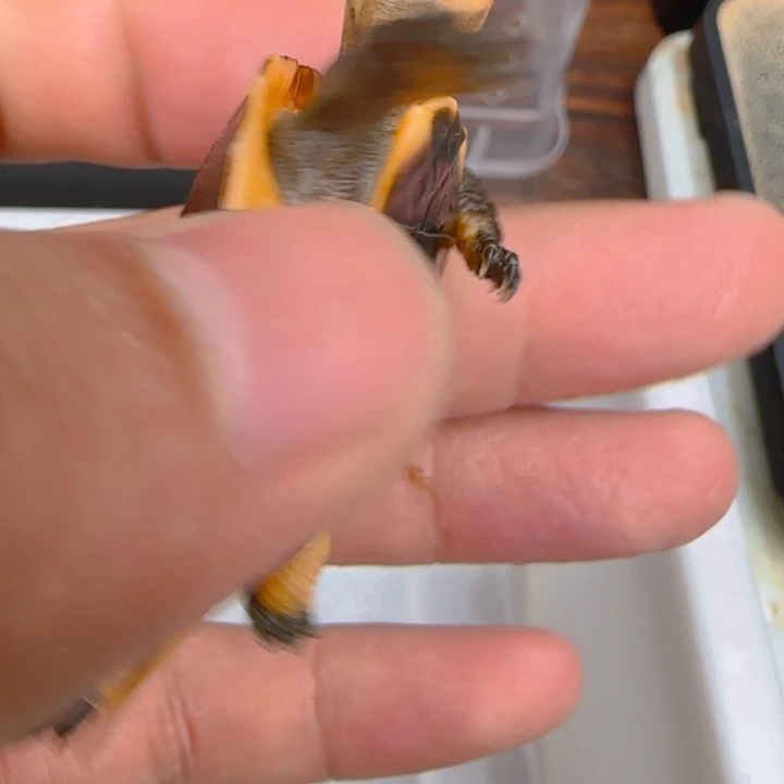 母宠物龟血安缘年