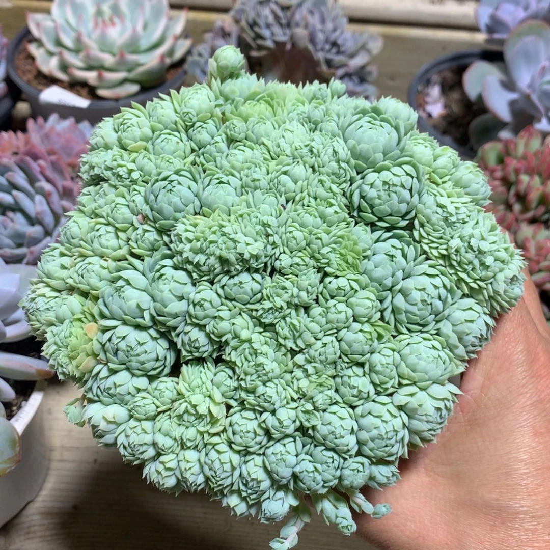 6500羊脂球缀化满天星一颗15厘米