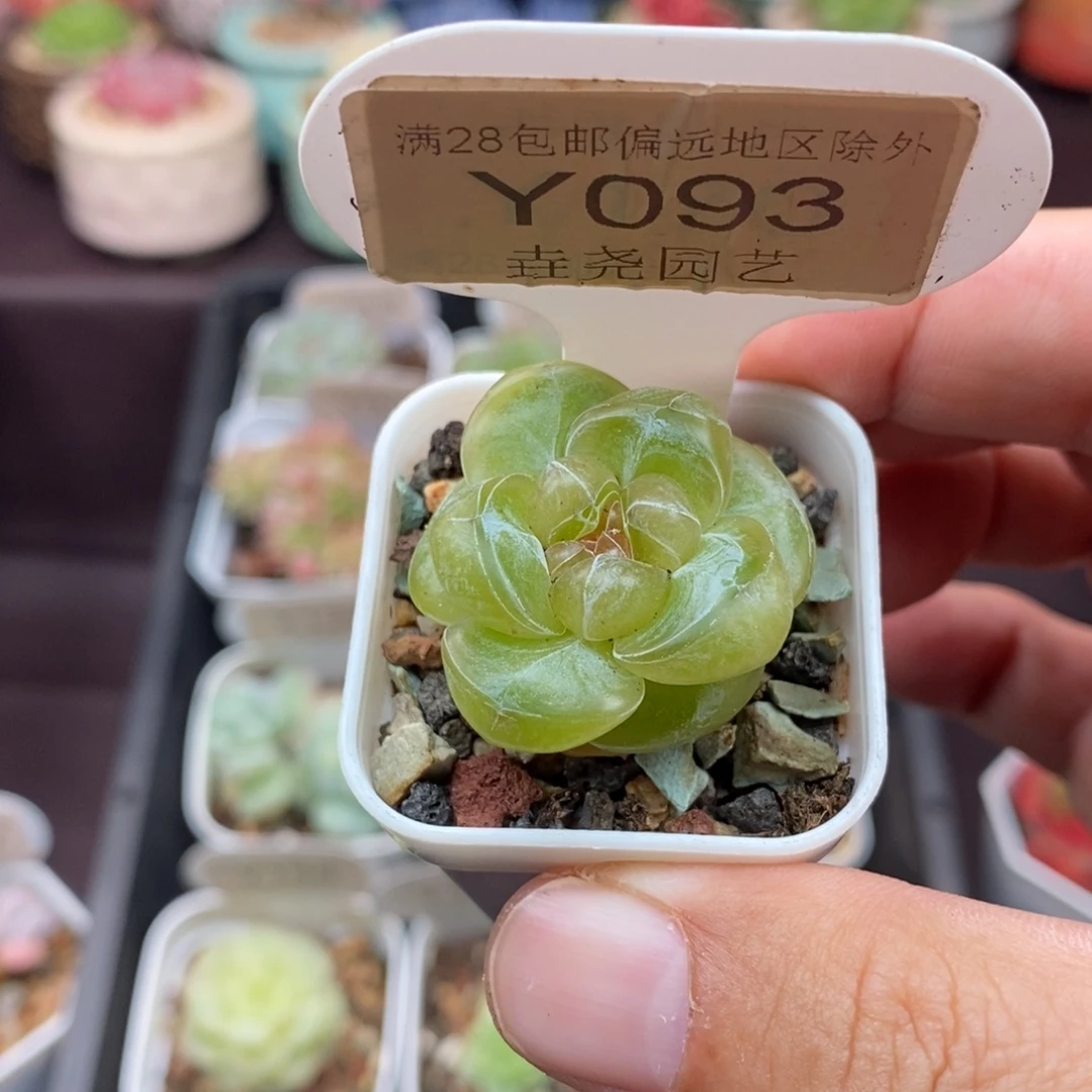 0093 棒棒糖 3cm