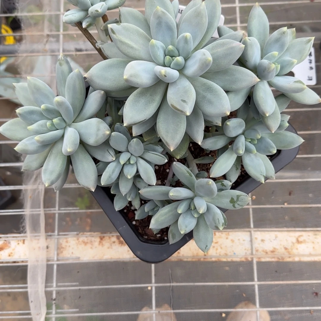 一物一拍黄胖体哥特大群18