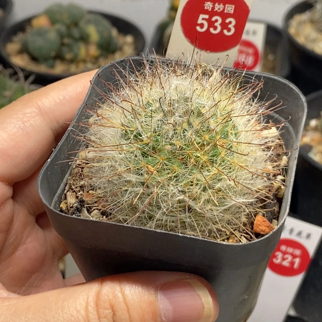 白云高砂一颗仙人球