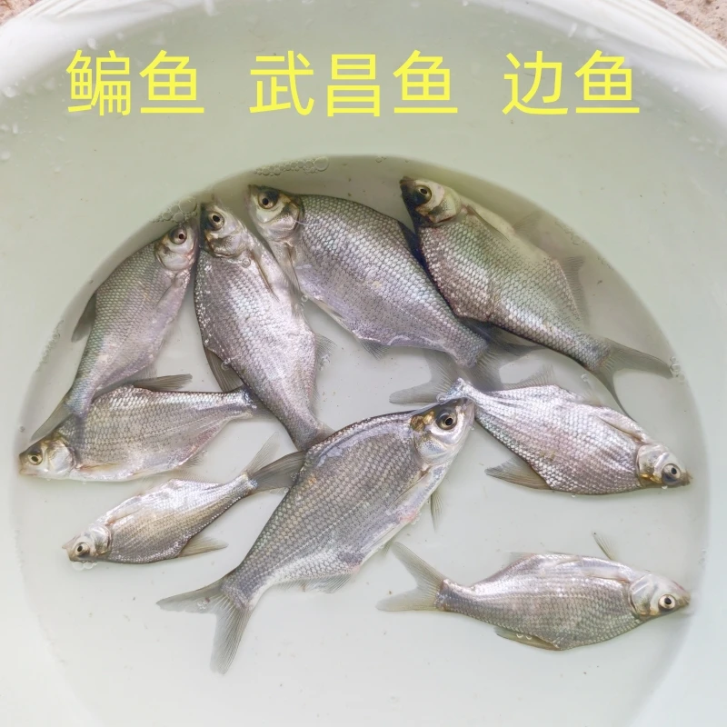 活体鳊鱼武昌鱼边鱼食用三角鳊团头鲂鱼渔场直供批发淡水养殖包邮