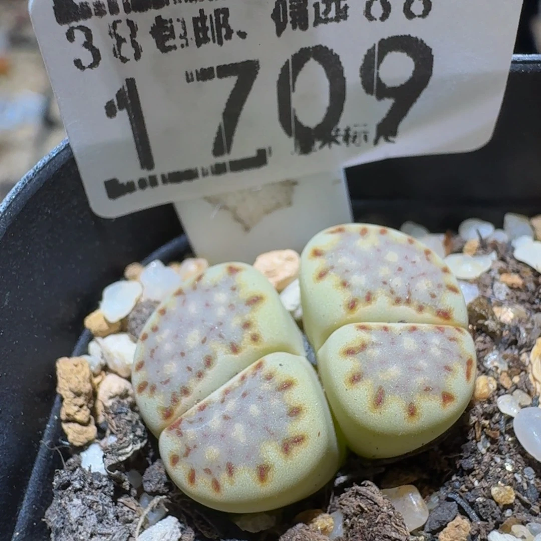 Ssss精品生石花1709
