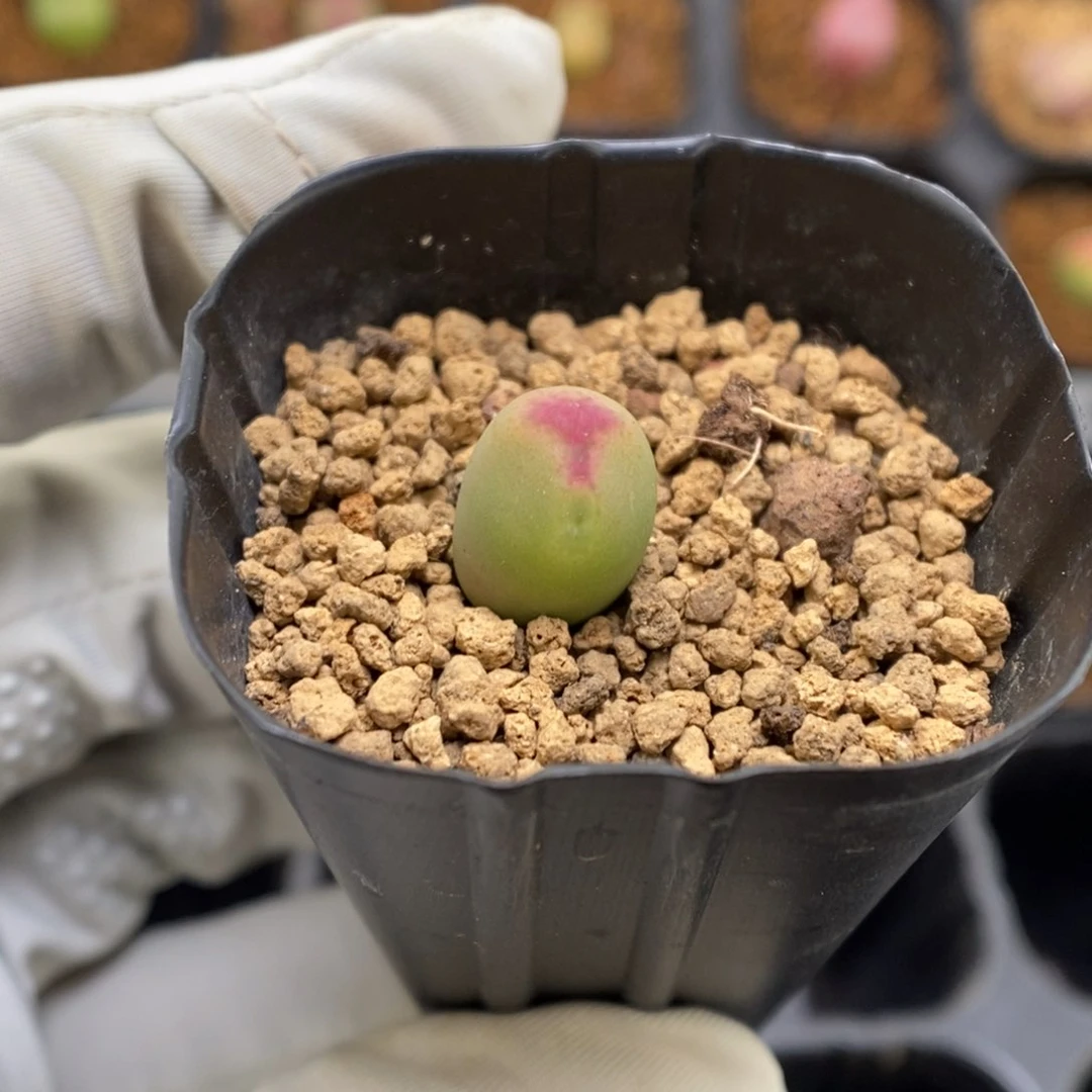 多肉植物肉锥杂交K-3746 将杂缀 福利