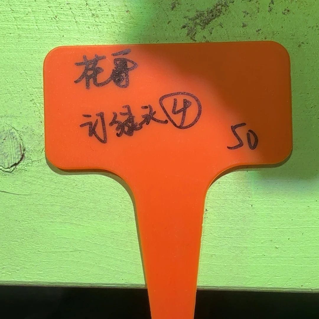 ****葱订绿头，多肉植物4号