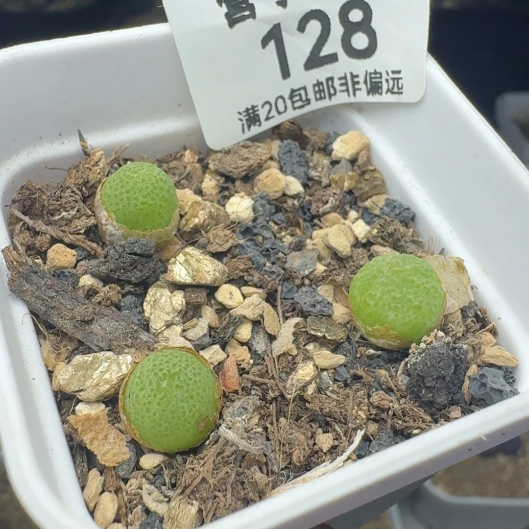 玉米带盆土3颗。