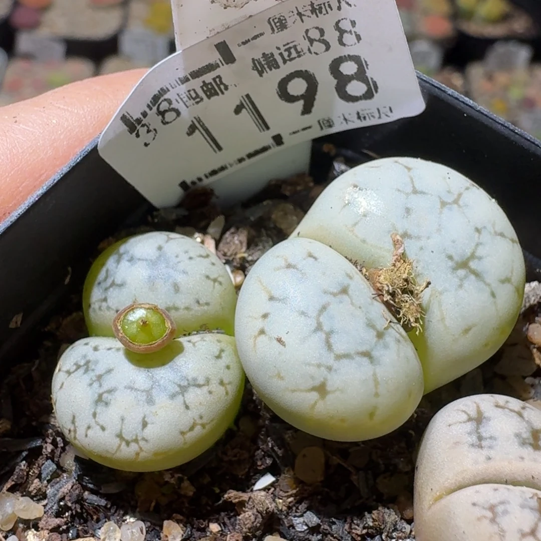 Sss精品生石花1198