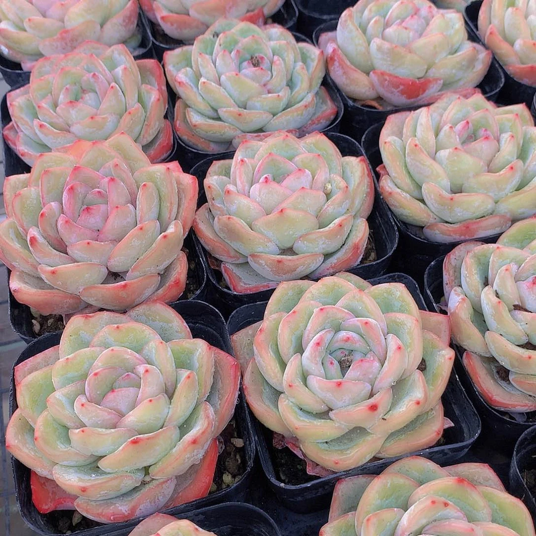 两颗泡芙24677899900000