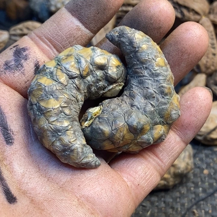 吊坠桃核娜姐真的198