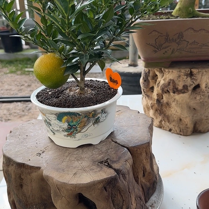 沧***叔直播间八房柑一物一拍