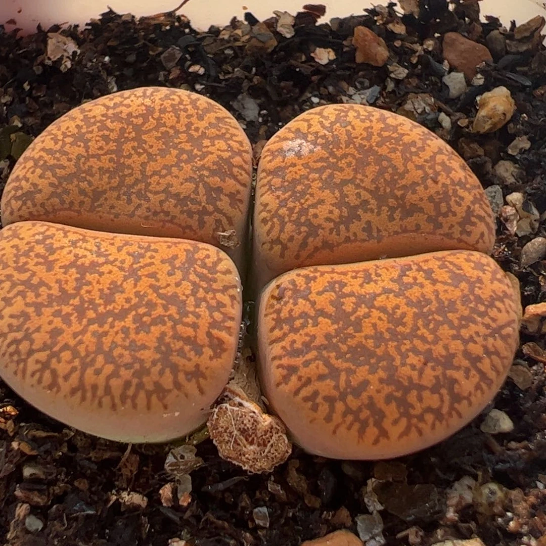 橘子皮多肉植物百科