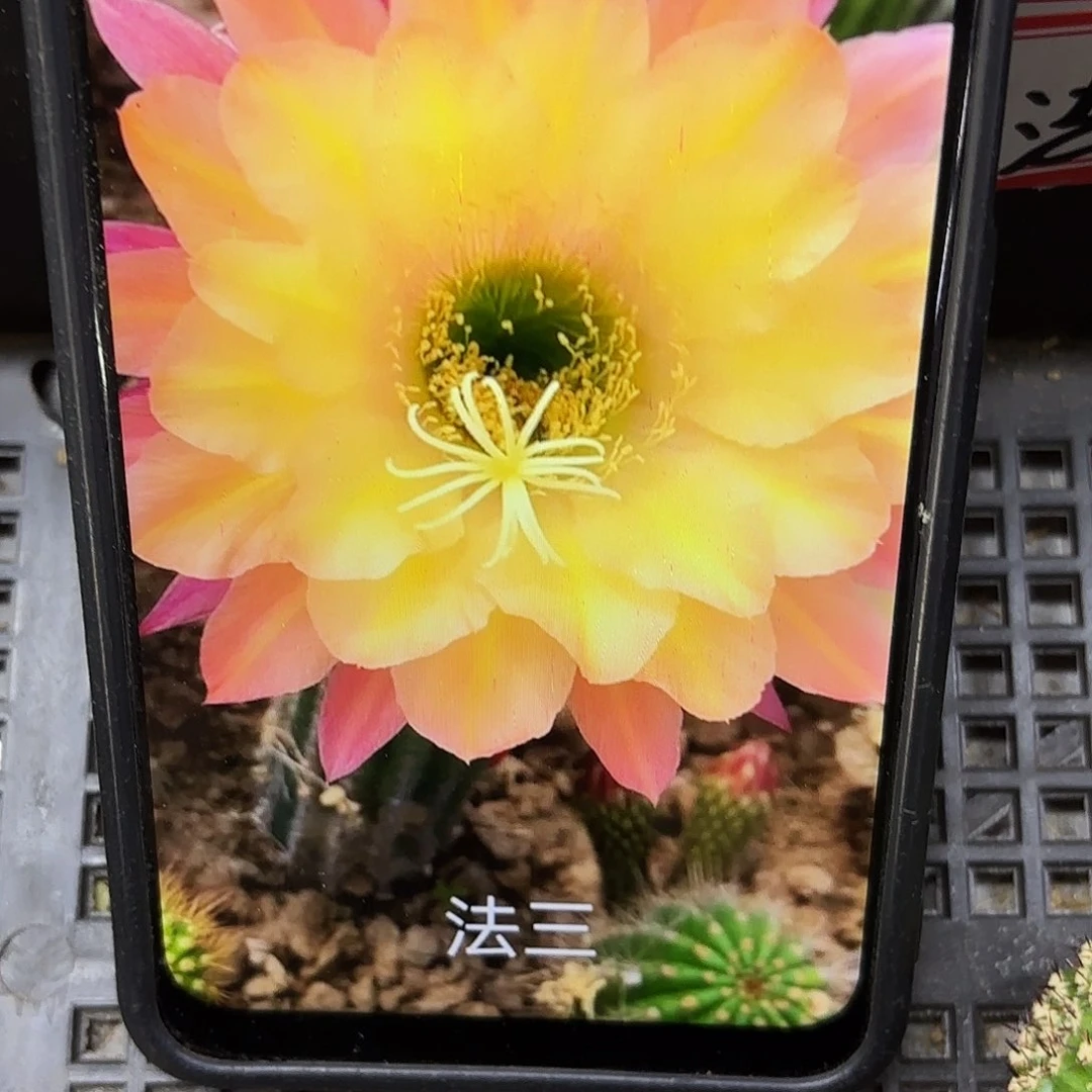 法三毛侧牙20包邮23