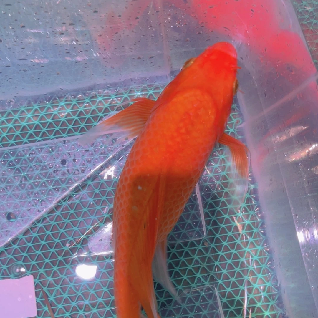 锦鲤锦鲤蝴蝶锦鲤包邮