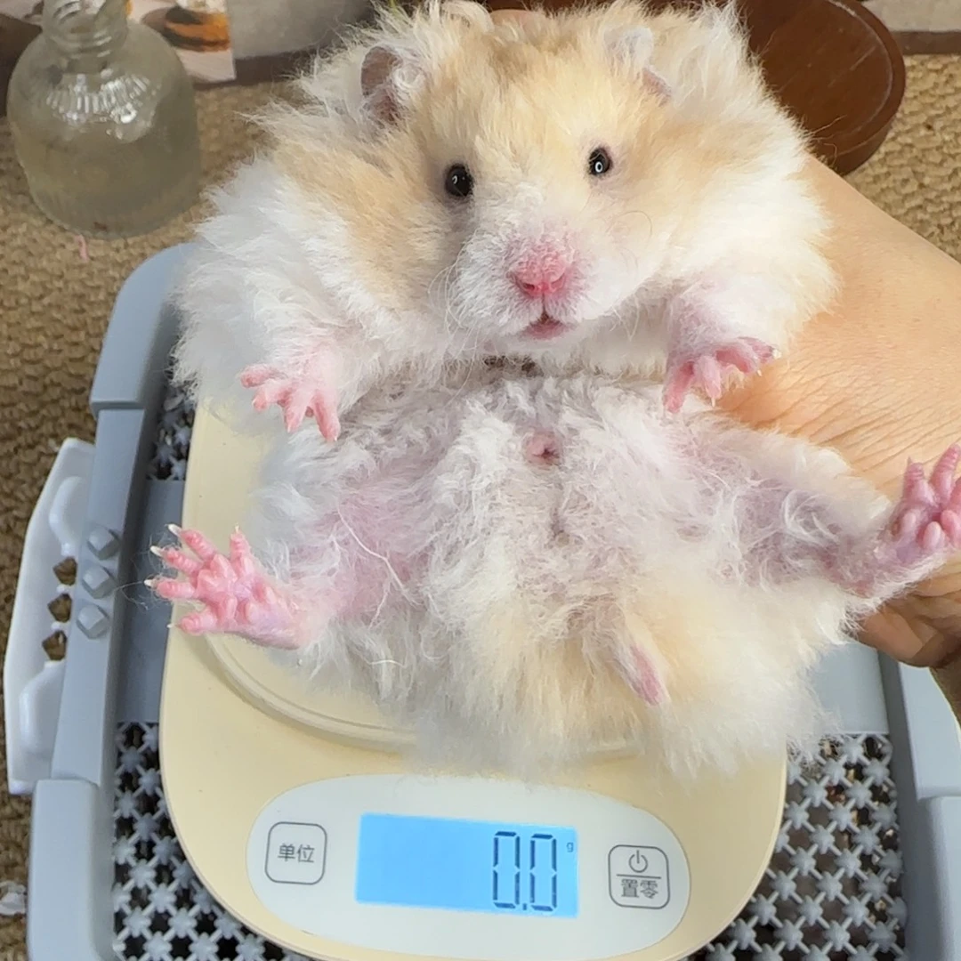 卷毛黑黄波弟弟153g8.08