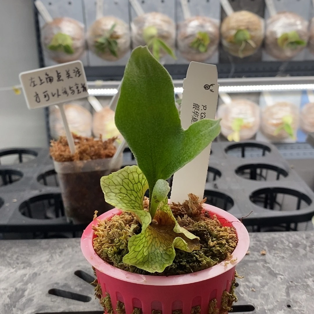 无花朵银华鹿角蕨