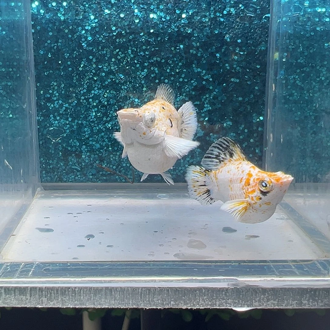 黑玛丽鱼皮卡丘玛丽一对0040