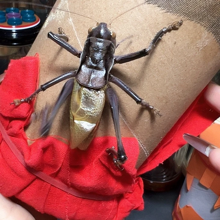 蝈蝈蝈蝈蝈蝈蝈蝈