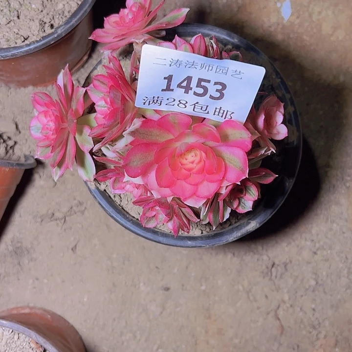 1453倾城老桩多肉植物