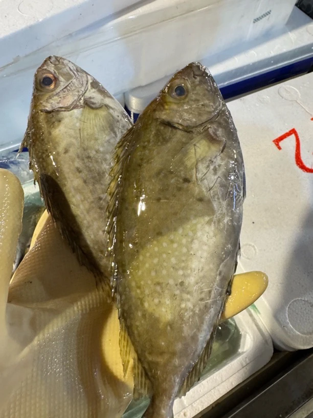 广东湛江 泥猛鱼5斤 帮杀15-20%损耗