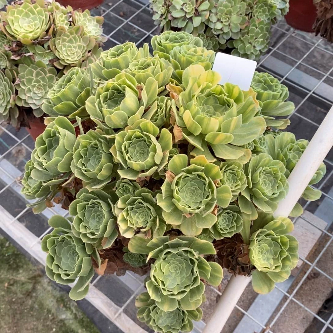 多肉植物组合拼盘1
