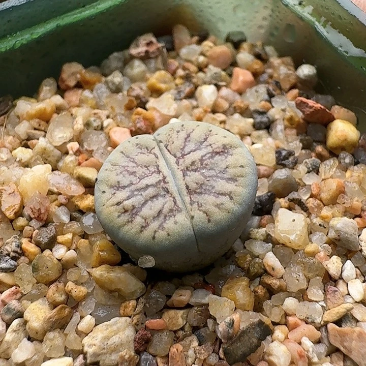 137线招福刀刻纹脱土