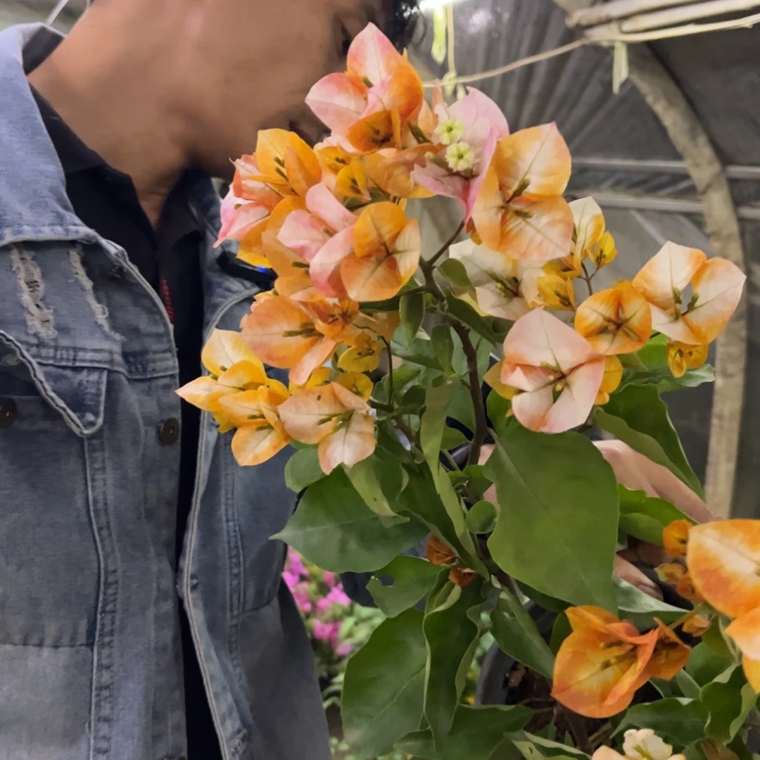 完全开放（凤凰）三角梅回会落花落叶会光杆苗有大有小