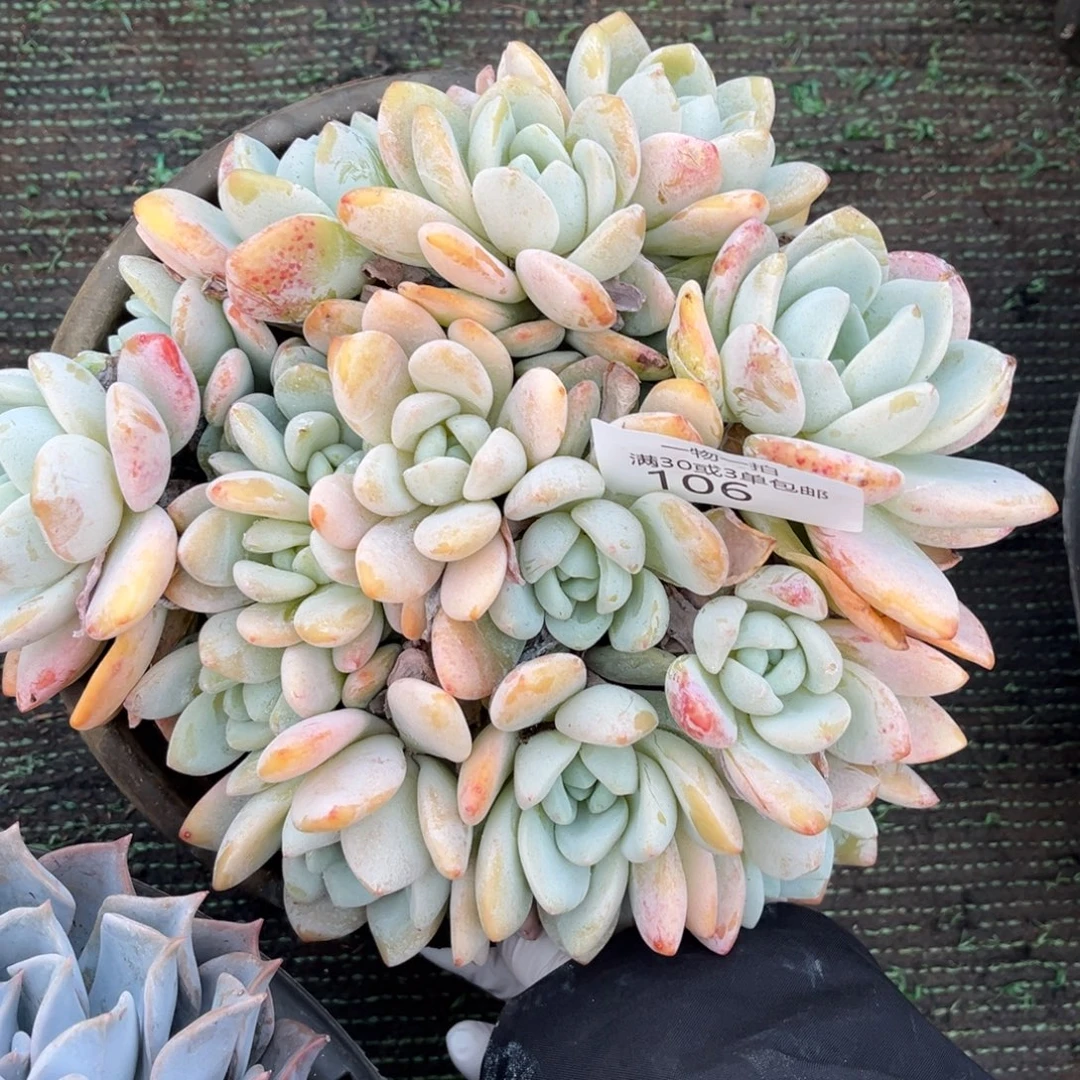 106冷香群多肉植物……