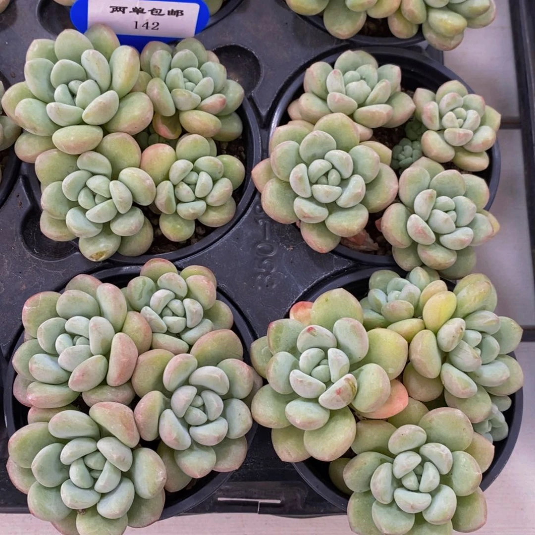 142-精品母本老桩泡泡糖群一个