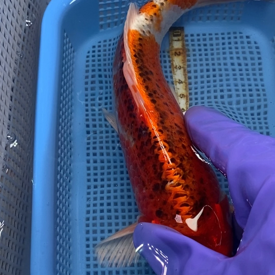 锦鲤冷水锦鲤包邮