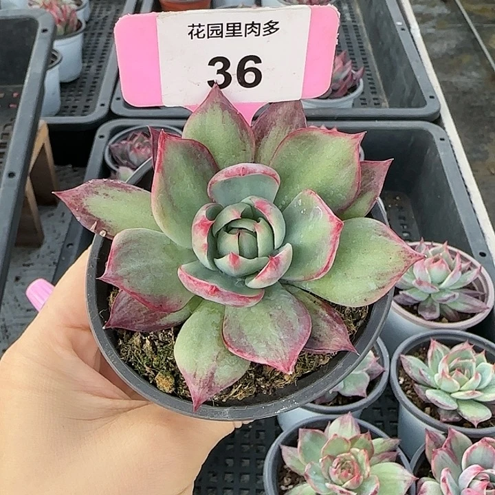 小***机36 惊鸿仙子多肉植物6-9cm