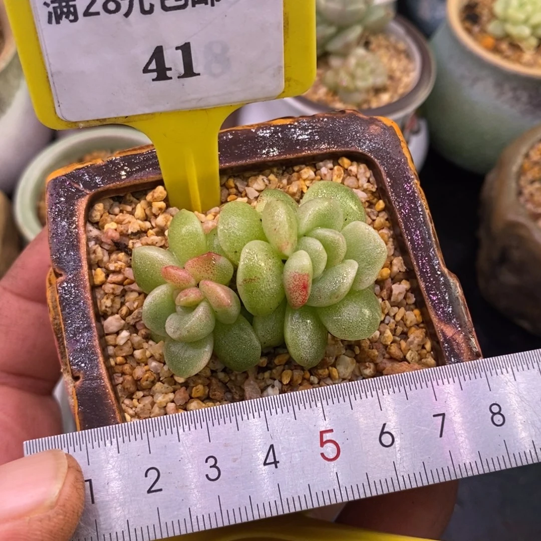 941冰玉糖心锦双石化