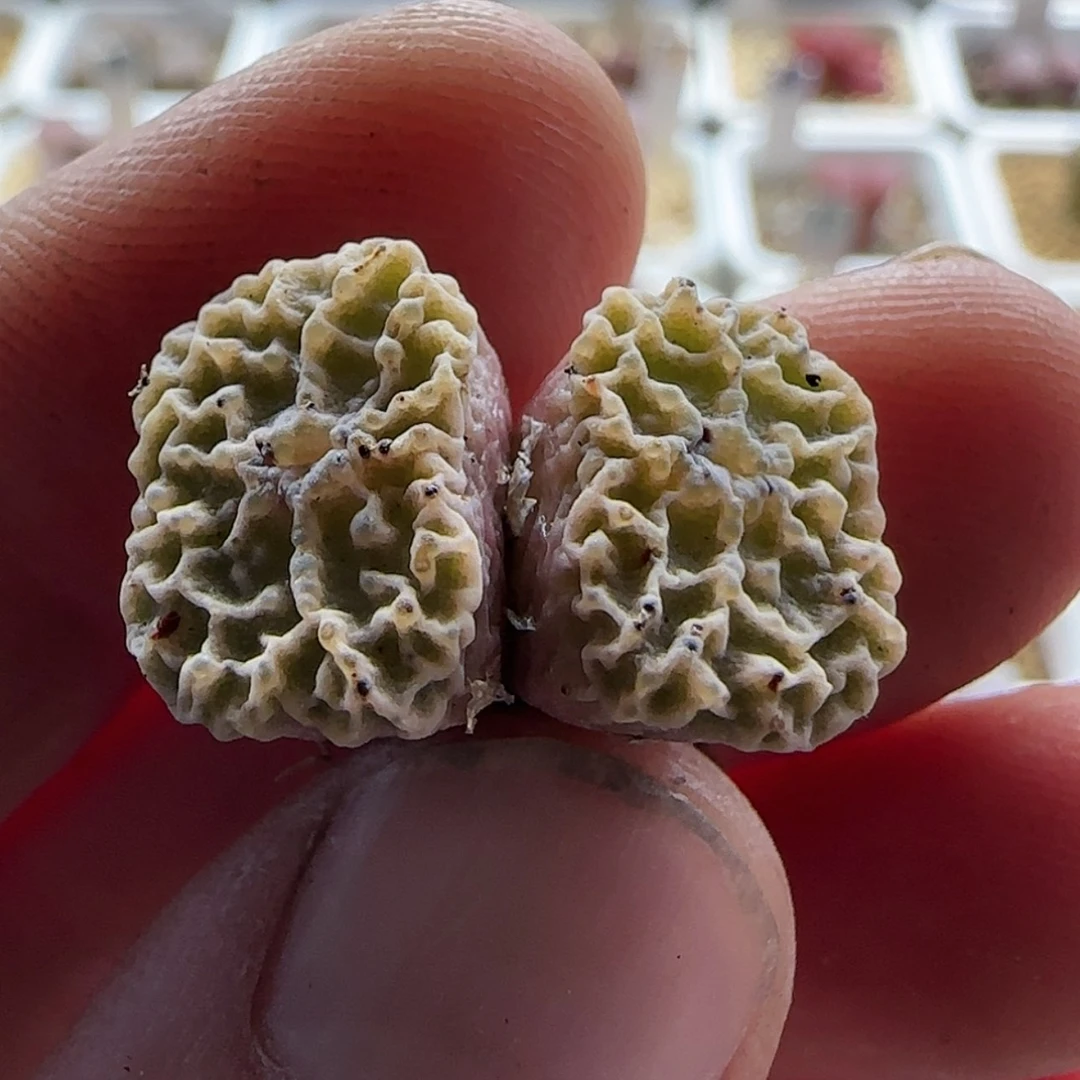 【闪购商品】柠*17607