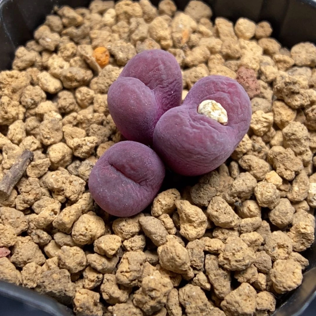 多肉植物肉锥杂交K-907 吕墨 紫黑