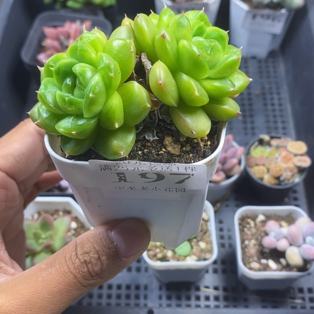 双头绿钻珍妮一物一拍满20包邮满26送一颗多肉