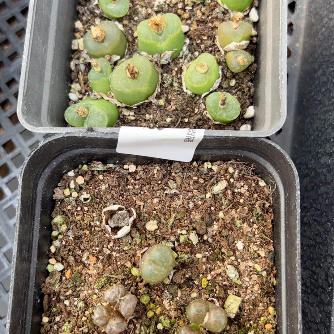 【闪购商品】198 年终收官 两盒多肉