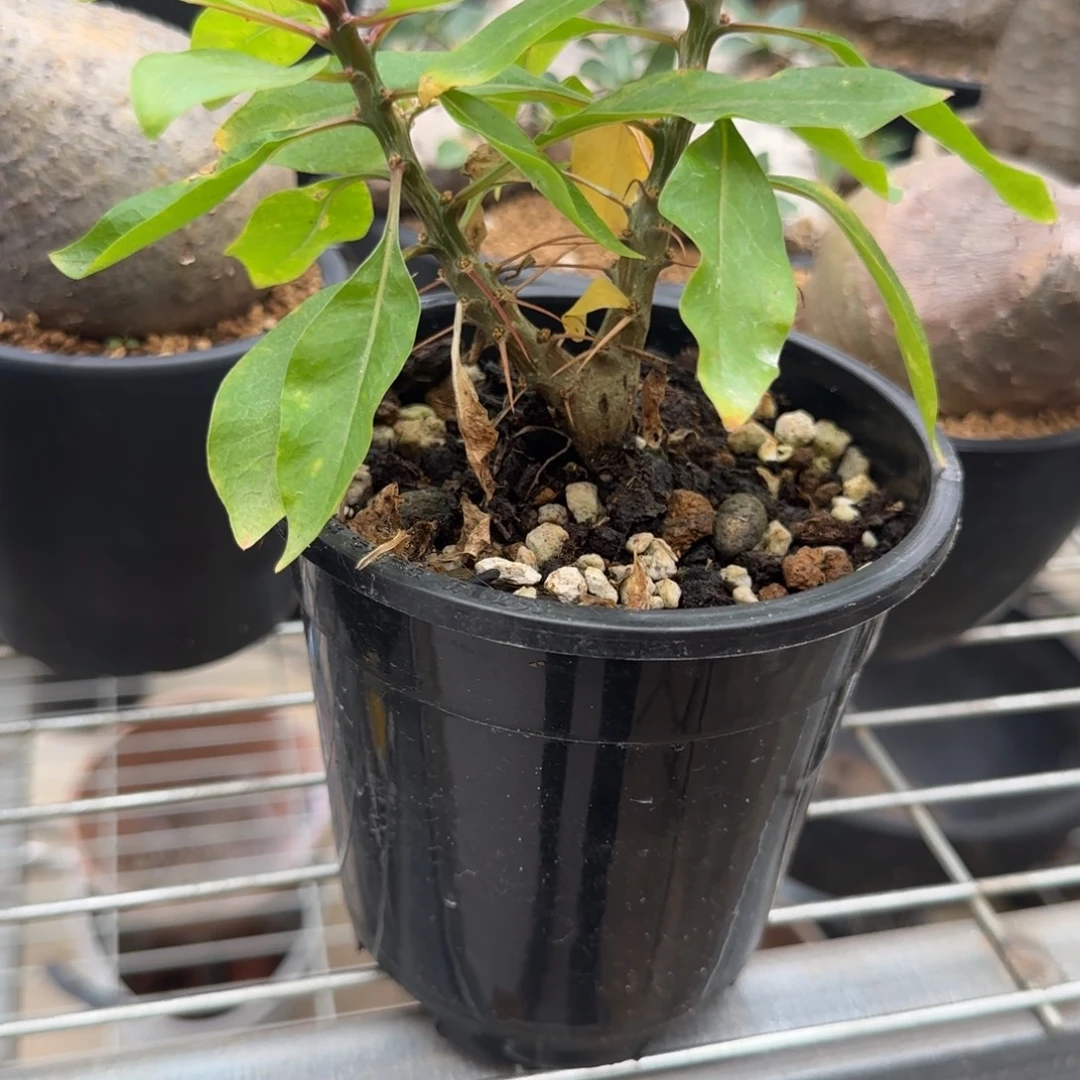盆栽植物植物植物