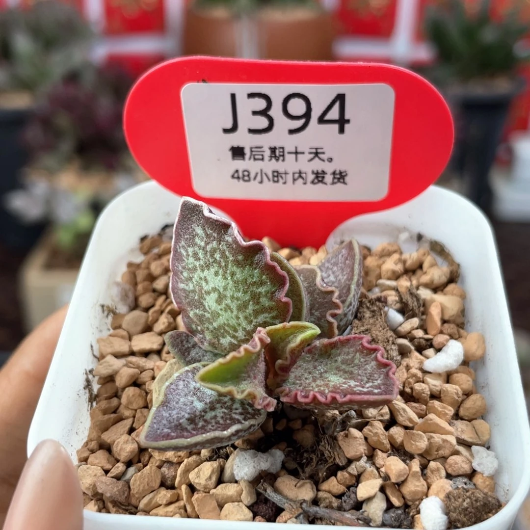 大波浪。   394。
